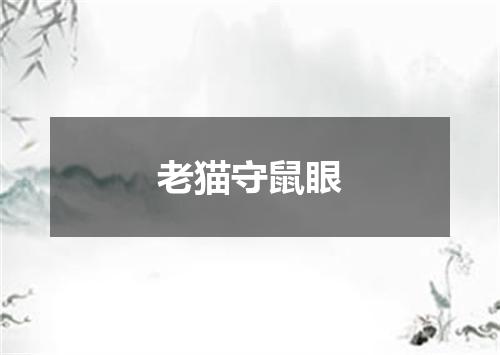 老猫守鼠眼